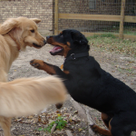 Baby Rottweiler Barli Plays with Golden Retreiver Rusty