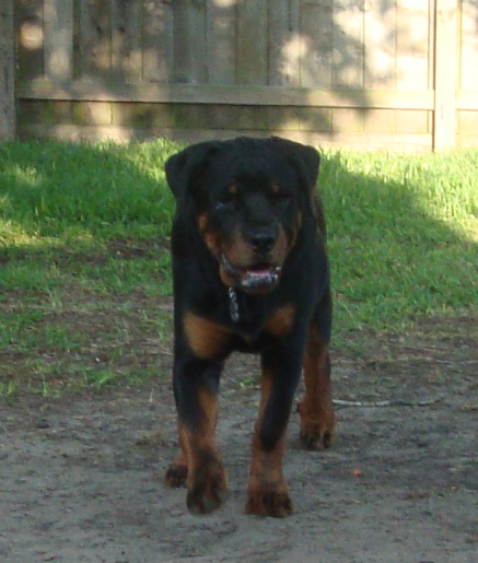 Young Rottweiler Jack