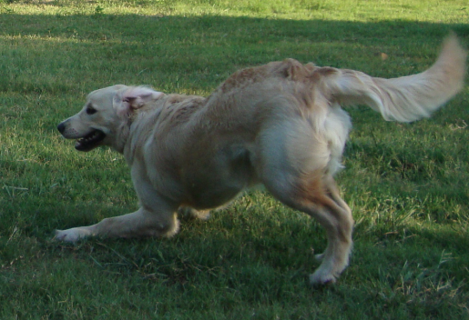 Golden Retriever Bailey Plays