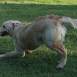 Golden Retriever Bailey Plays