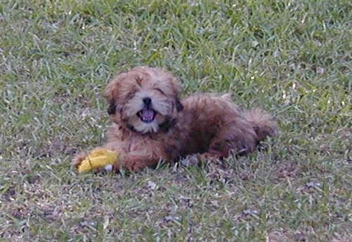 Khloe, Lhasa Apso, lies down with her toy