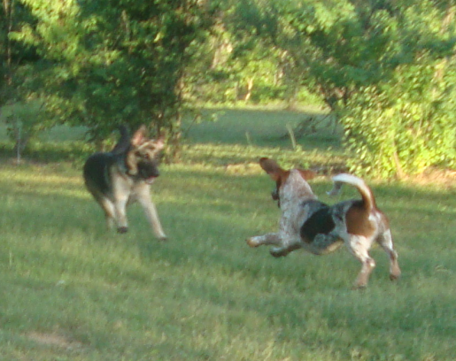 German Shepherd Heidi Plays with Bassett Hound Bullseye