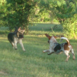 German Shepherd Heidi Plays with Bassett Hound Bullseye