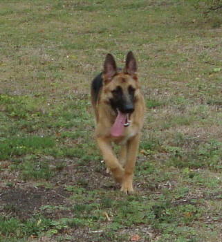 German Shepherd Bree Plays