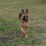 German Shepherd Bree Plays