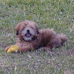 Khloe, Lhasa Apso, lies down with her toy