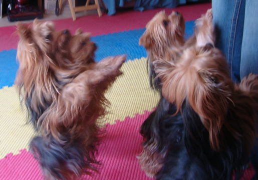 How Many Yorkies?  Four!