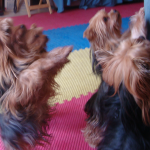 How Many Yorkies?  Four!