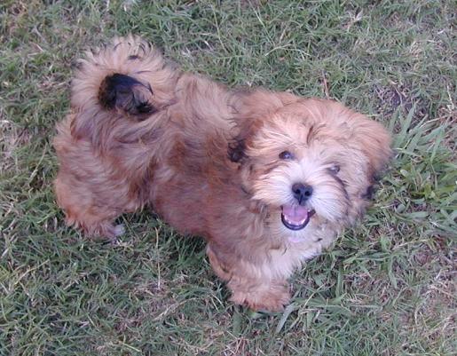 Beautiful Lhasa Apso Khloe smiles