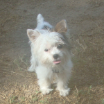 Tiny Baby White Yorkie Kloe