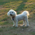 Bichon Frise Barkley Enjoys The Great Outdoors