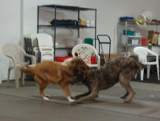 Scottish Deerhound Bramble Plays with Rough Collie