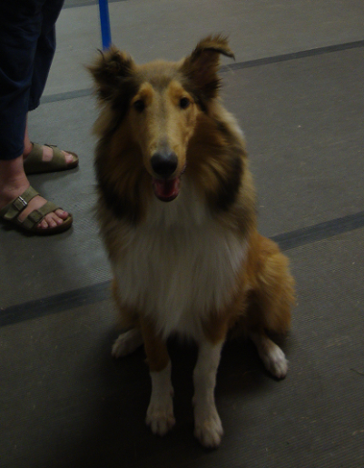 Rough Collie Desi