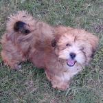 Beautiful Lhasa Apso Khloe smiles