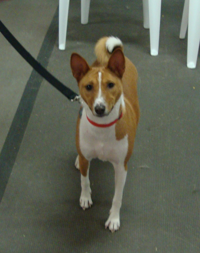 Basenji Luke