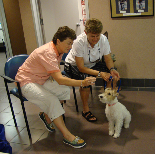 Beautiful Wire Fox Terrier Petey