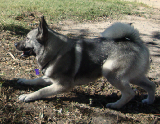 Norwegian Elkhound Bella Plays