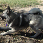 Norwegian Elkhound Bella Plays