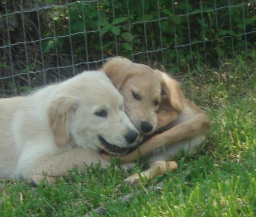 Baby Goldens Bailey and Abby