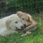 Baby Goldens Bailey and Abby