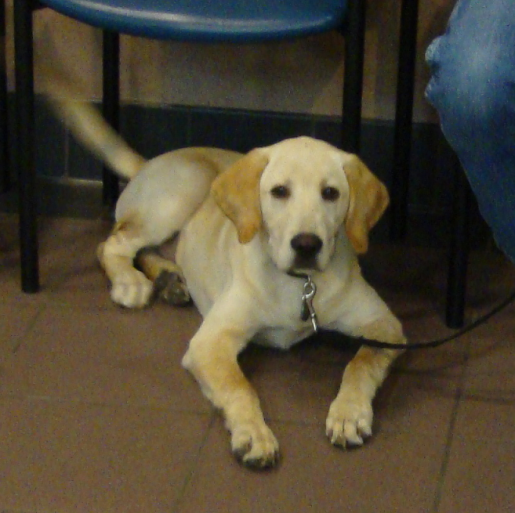 Yellow Lab Scout