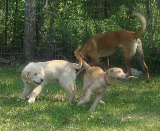 Golden Retriever Puppies Bailey and Abby Play