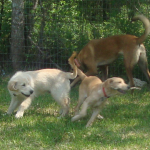 Golden Retriever Puppies Bailey and Abby Play