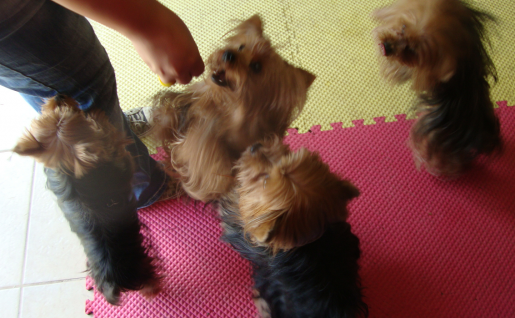 Yorkies Galore