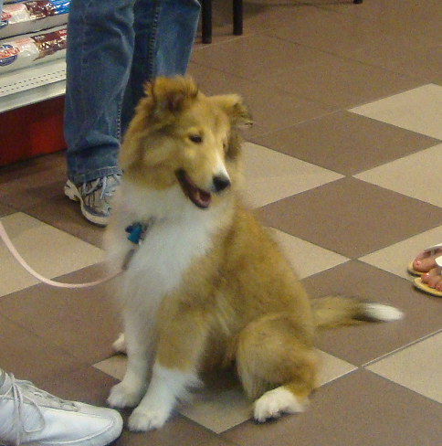 Sheltie Puppy Abby