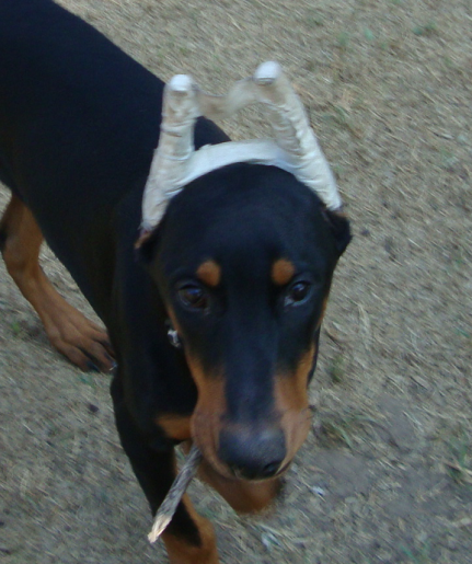 Adorable Dobermann Achilles