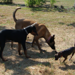 Baby Dobermann Achilles with Taz and Mojo