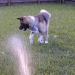 Akita Namu Chases the Water from the Hose