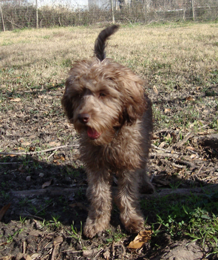 Mini Labradoodle Boomer