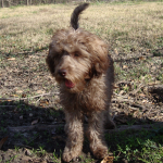 Mini Labradoodle Boomer