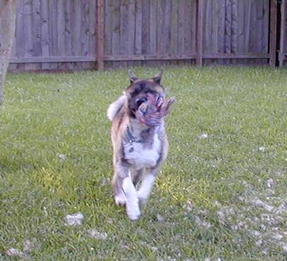 Namu, an Akita, Plays with a Toy