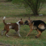 Bree and Sasha Play Tug with a Stick