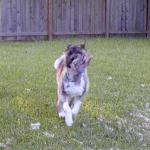 Namu, an Akita, Plays with a Toy