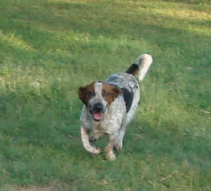 Bassett Hound Bullseye