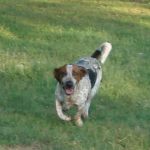 Bassett Hound Bullseye