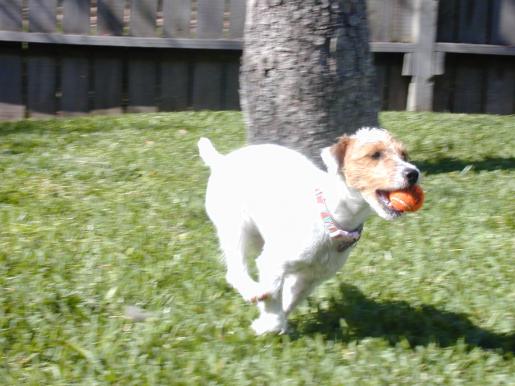 Jack or Parson Russell Terrier Salli Runs with the Ball