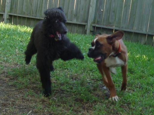 Standard Poodle Gigi Chases Caine