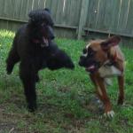 Standard Poodle Gigi Chases Caine