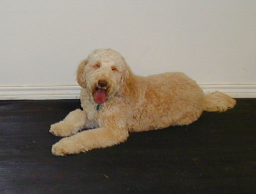 Goldendoodle Barkley Stays