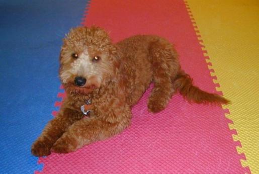 Mini Goldendoodle Leo in a Down Stay