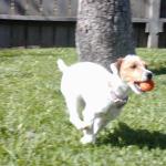 Jack or Parson Russell Terrier Salli Runs with the Ball