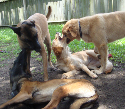 Twins Play  Malinois and Goldens