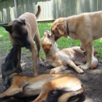 Twins Play  Malinois and Goldens