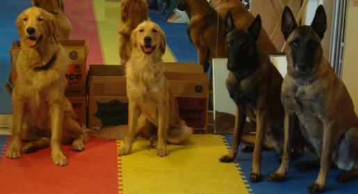 Sit Stay:  Goldens and Malinois