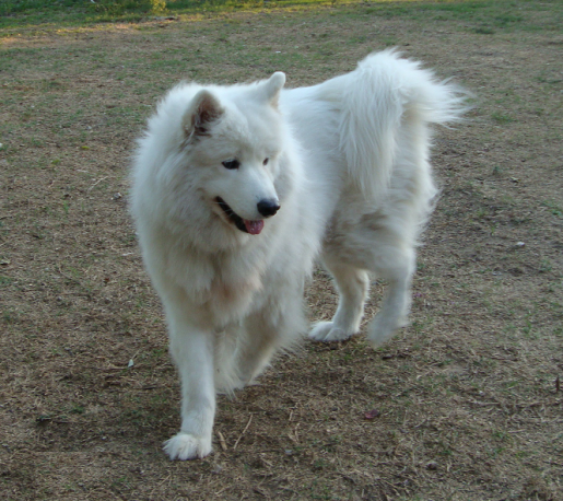 Samoyed Phoebe