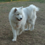 Samoyed Phoebe